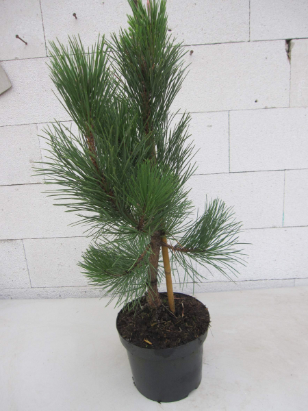 Pinus tabuliformis 1